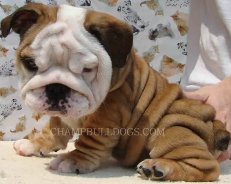 English Bulldog puppies